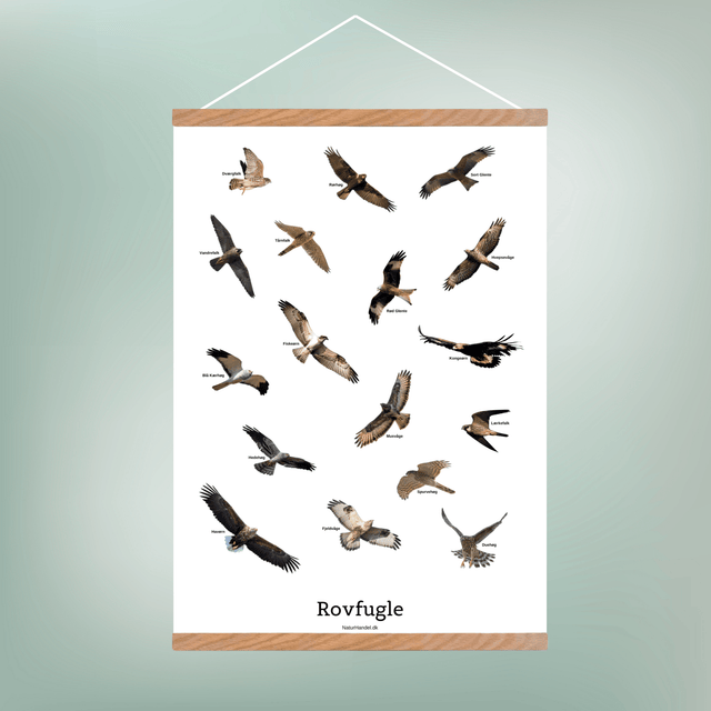 Flyvende Rovfugle Plakat - NaturHandel.dk