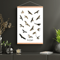 Flyvende Rovfugle Plakat - NaturHandel.dk