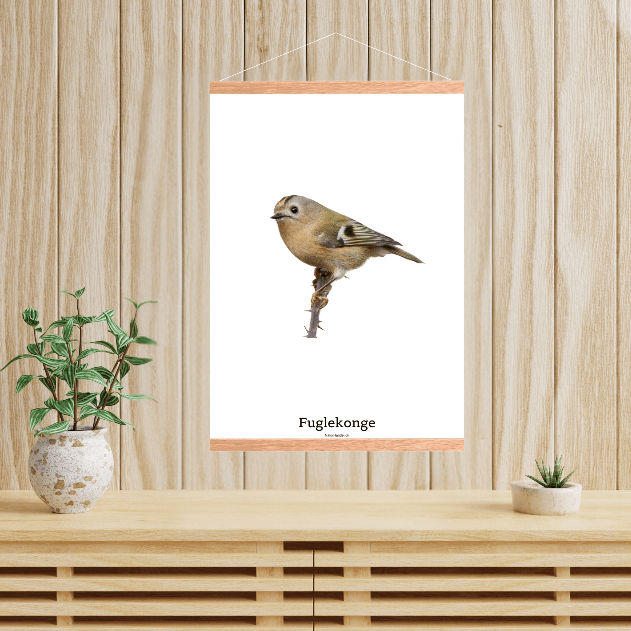 Fuglekonge - NaturHandel.dk