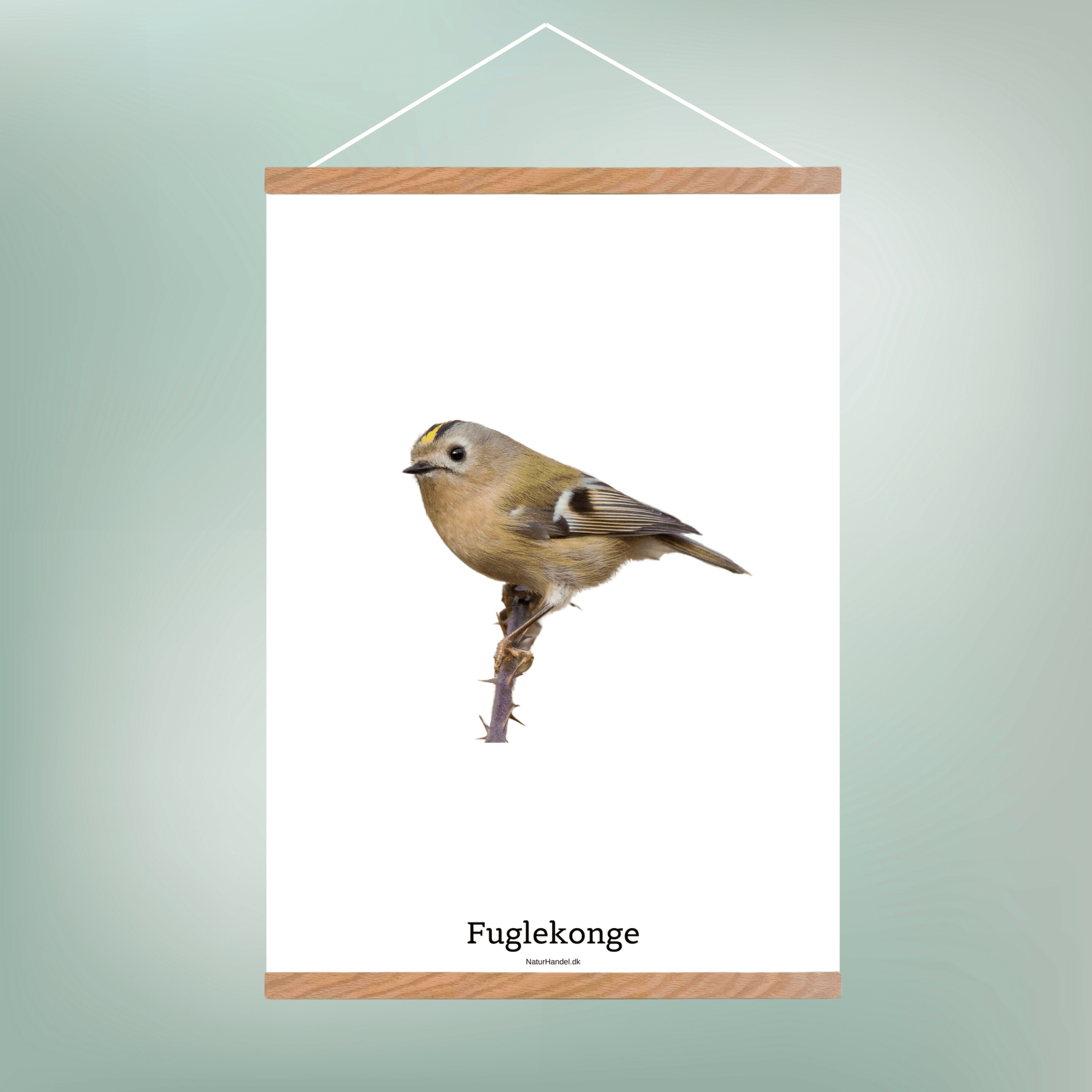 Fuglekonge - NaturHandel.dk