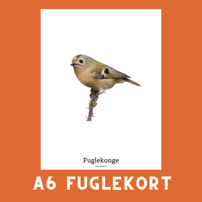 FUGLEKONGE A6 FUGLEKORT - PR. STK. - NaturHandel.dk