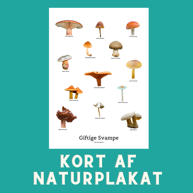 GIFTIGE SVAMPE A6 KORT - NaturHandel.dk