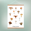 Giftige Svampe Plakat - NaturHandel.dk