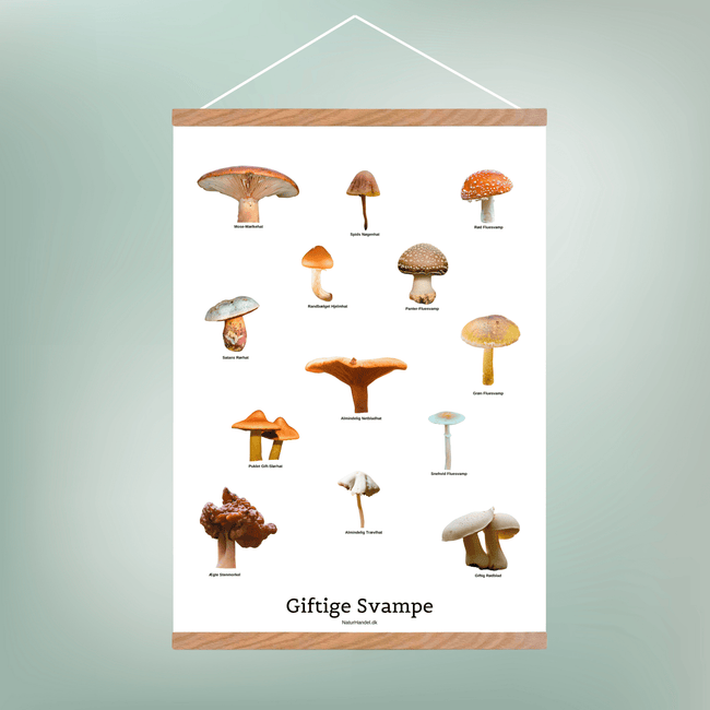 Giftige Svampe Plakat - NaturHandel.dk