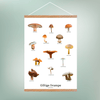 Giftige Svampe Plakat - NaturHandel.dk