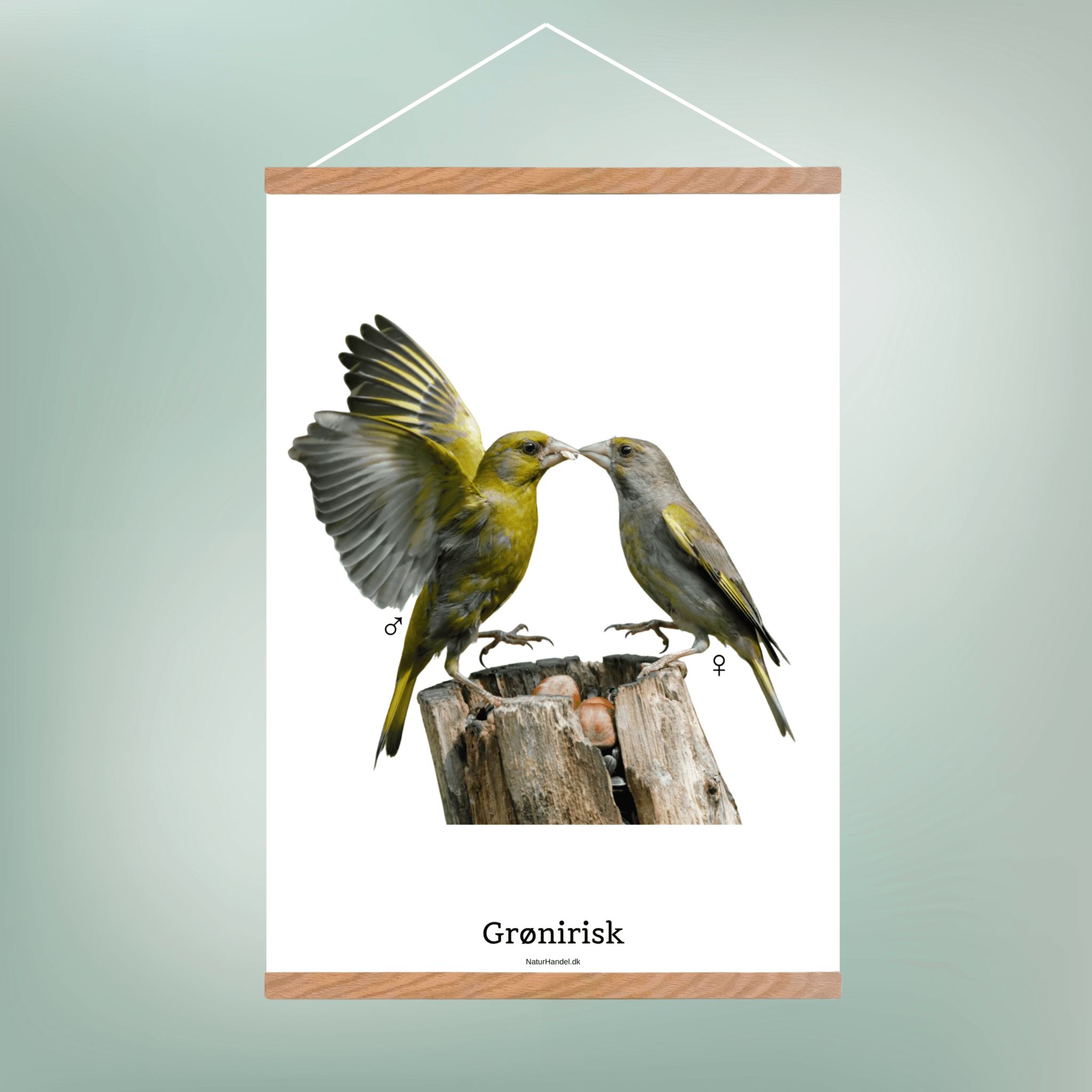 Grønirisk - NaturHandel.dk