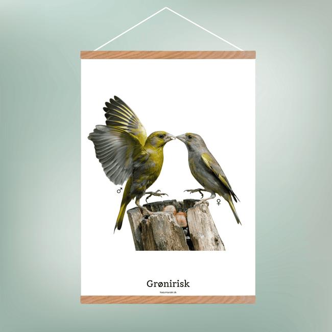 Grønirisk - NaturHandel.dk