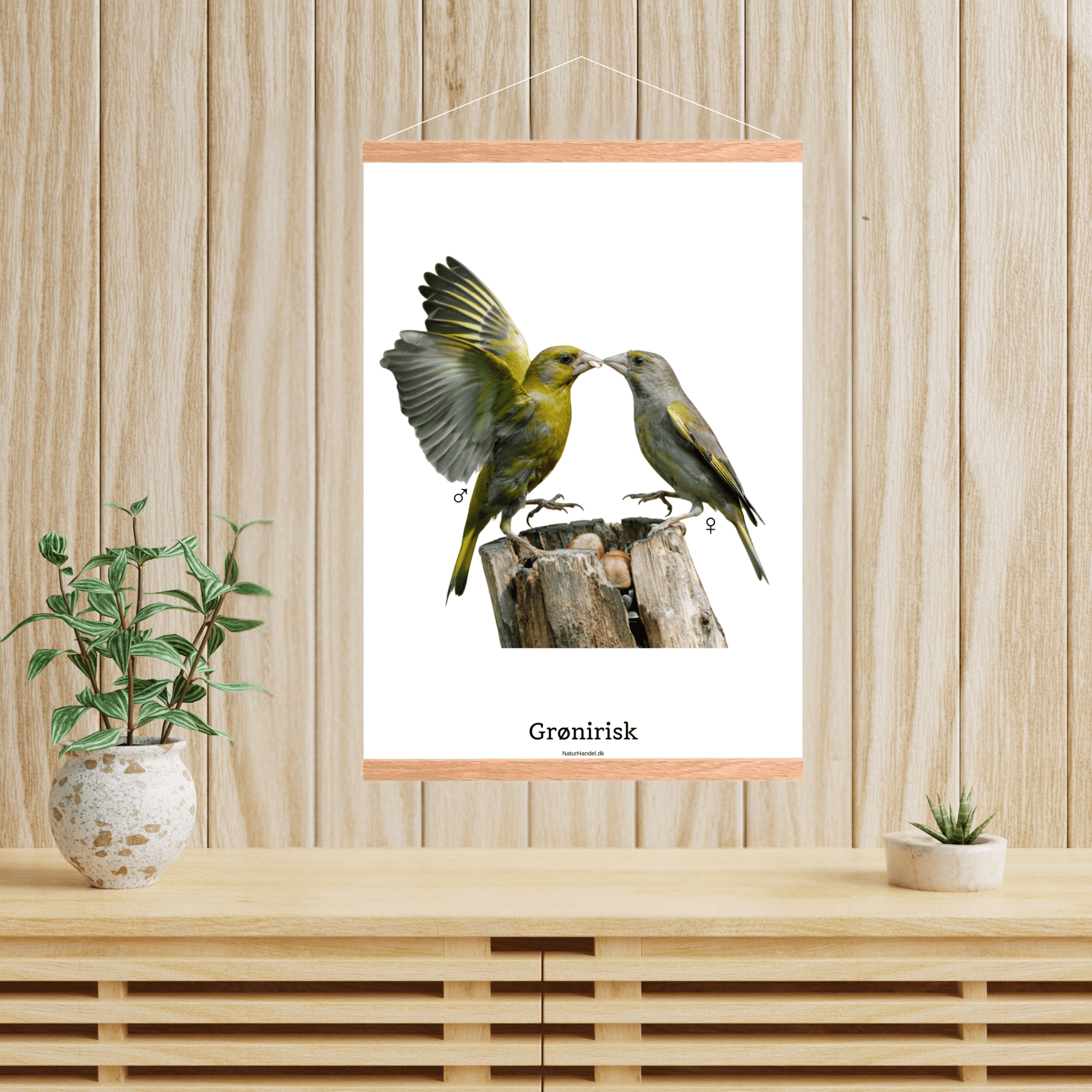 Grønirisk - NaturHandel.dk