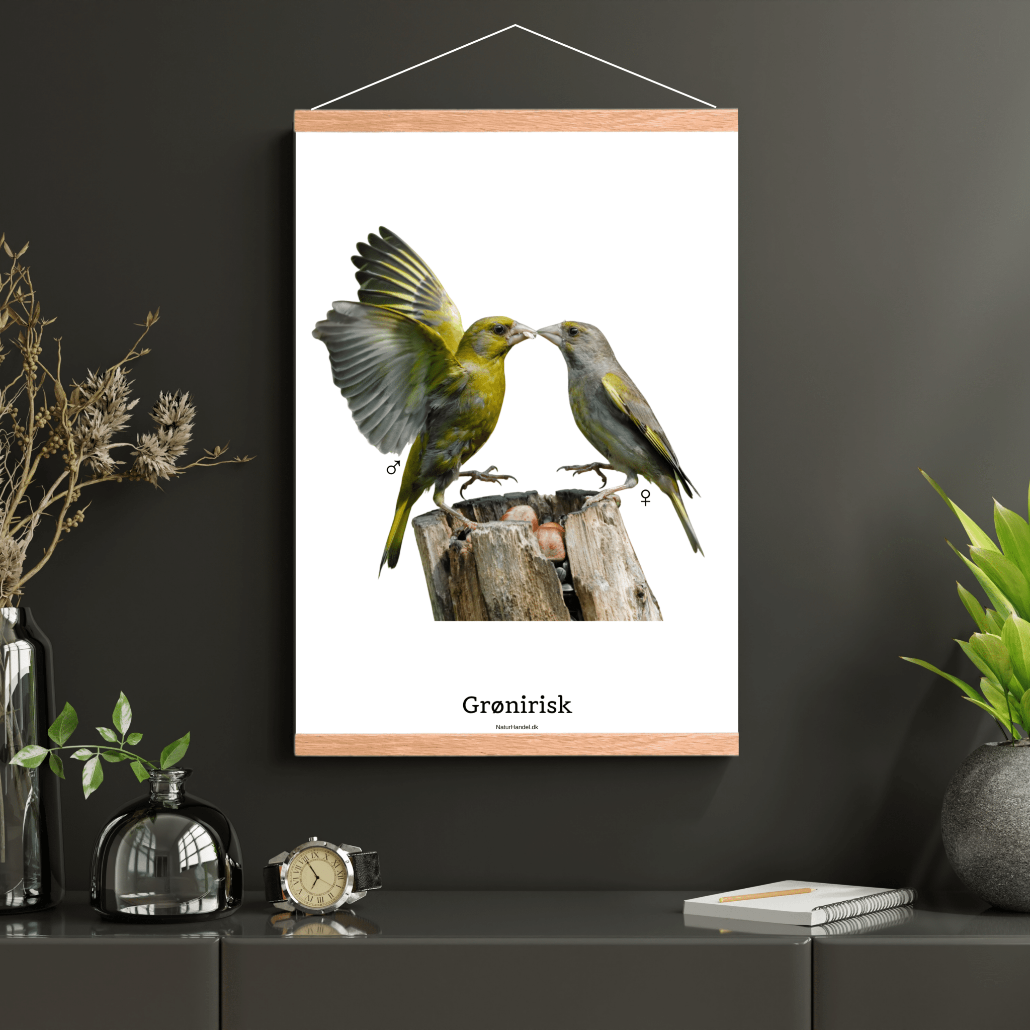 Grønirisk - NaturHandel.dk