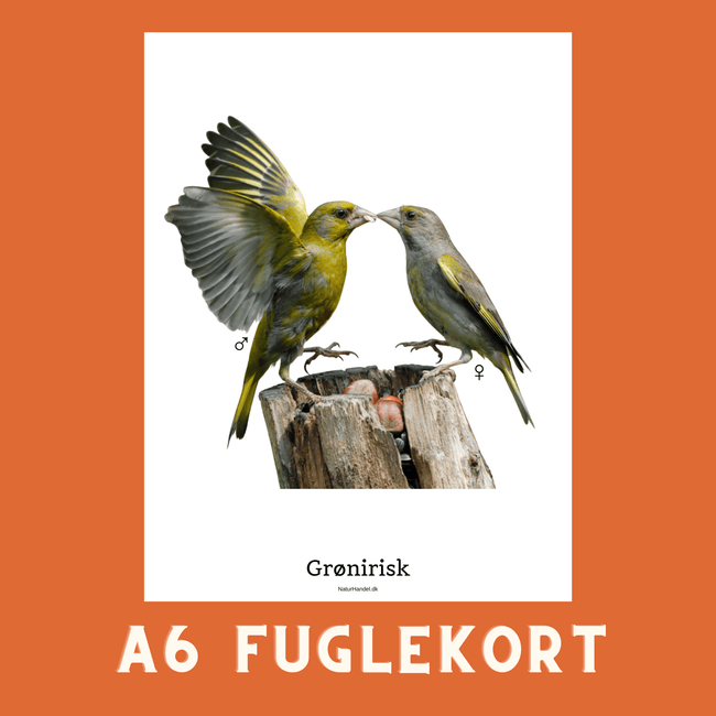 GRØNIRISK A6 FUGLEKORT - PR. STK. - NaturHandel.dk