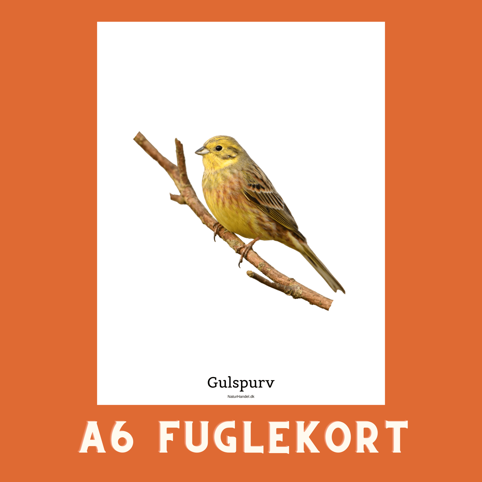 GULSPURV A6 FUGLEKORT - PR. STK. - NaturHandel.dk