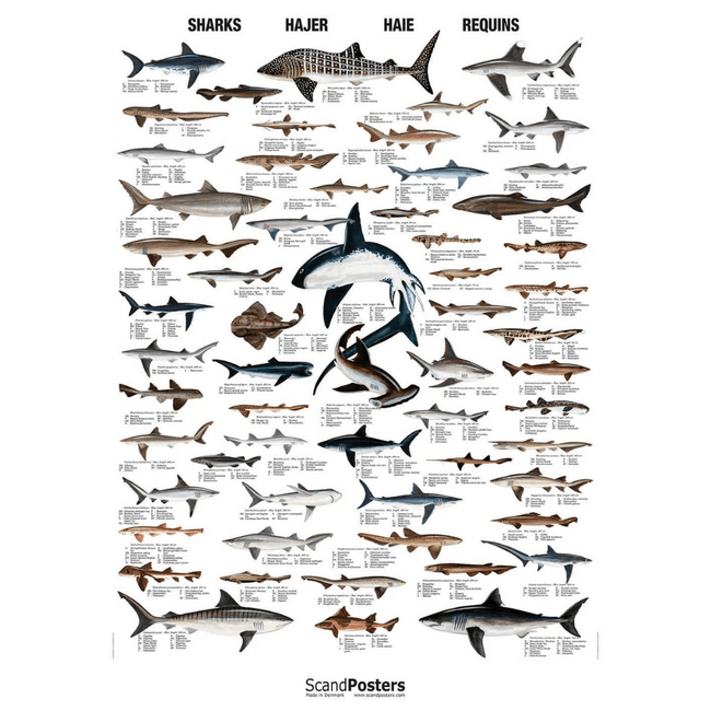 Hajplakat 70x100 - NaturHandel.dk