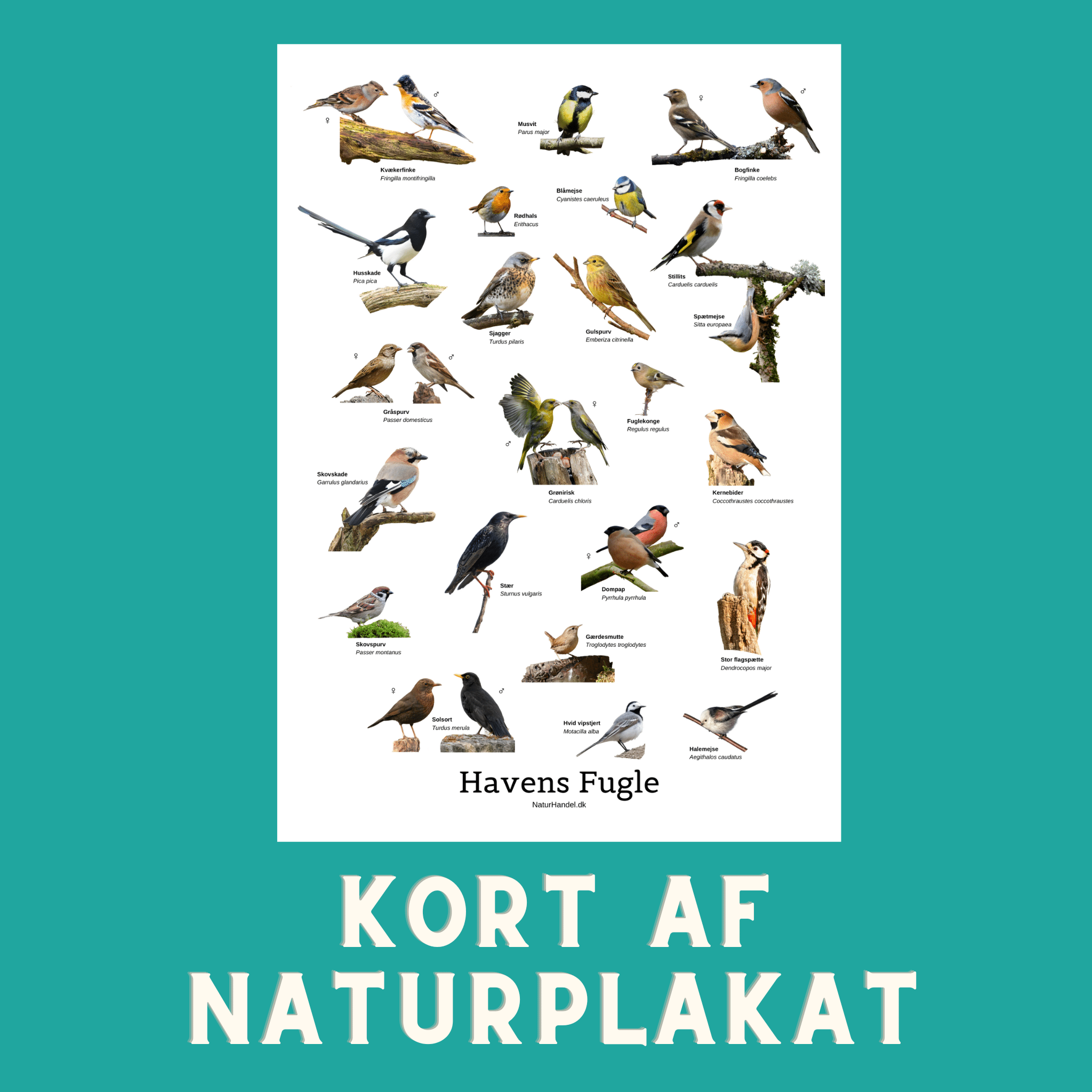 HAVENS FUGLE A6 KORT - NaturHandel.dk