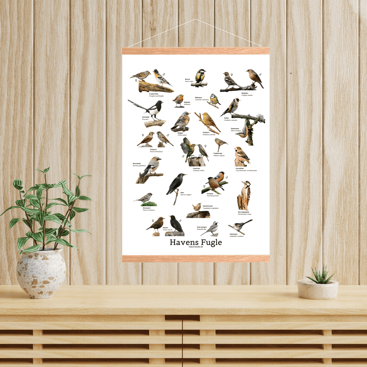 Havens Fugle Plakat - NaturHandel.dk