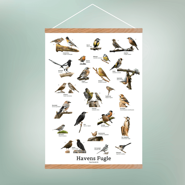 Havens Fugle Plakat - NaturHandel.dk