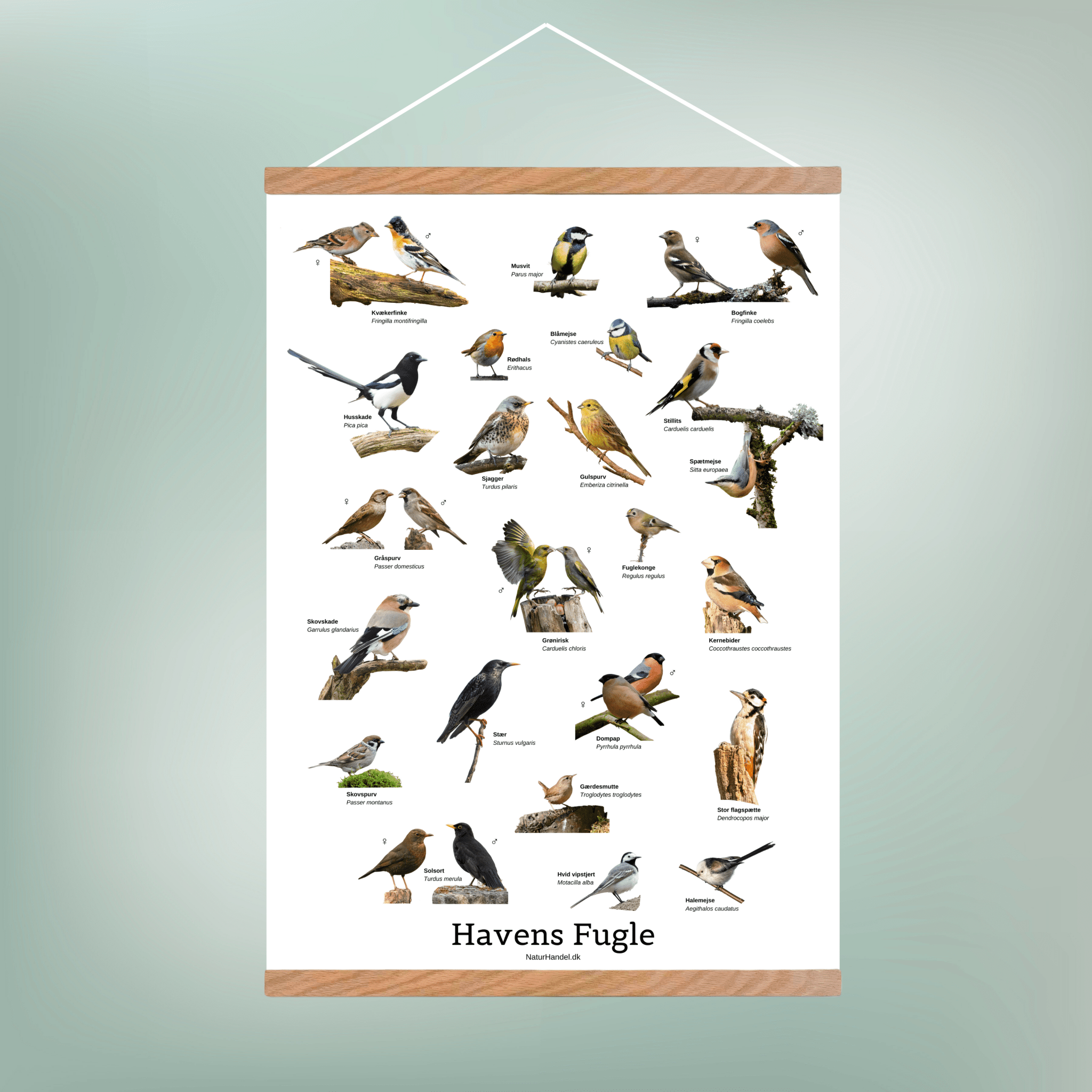 Havens Fugle Plakat - NaturHandel.dk