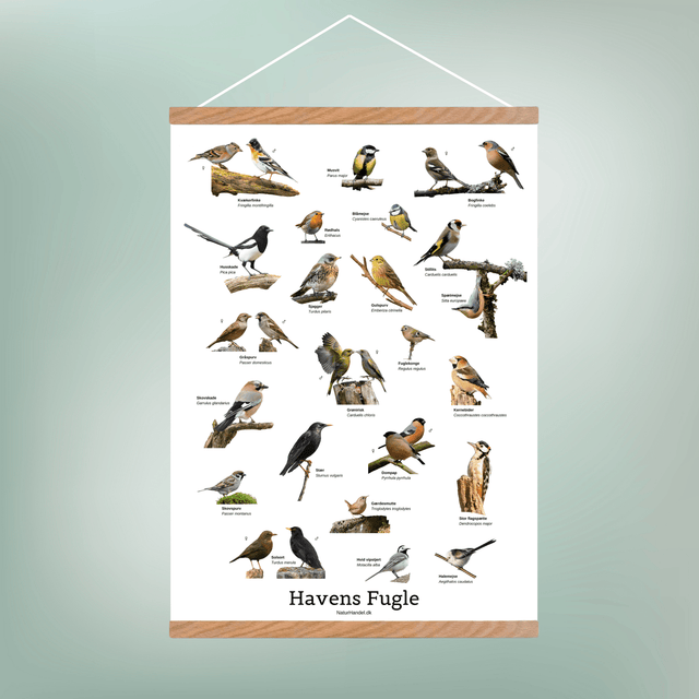 Havens Fugle Plakat - NaturHandel.dk