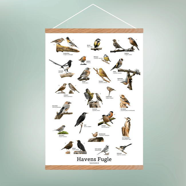 Havens Fugle Plakat - NaturHandel.dk