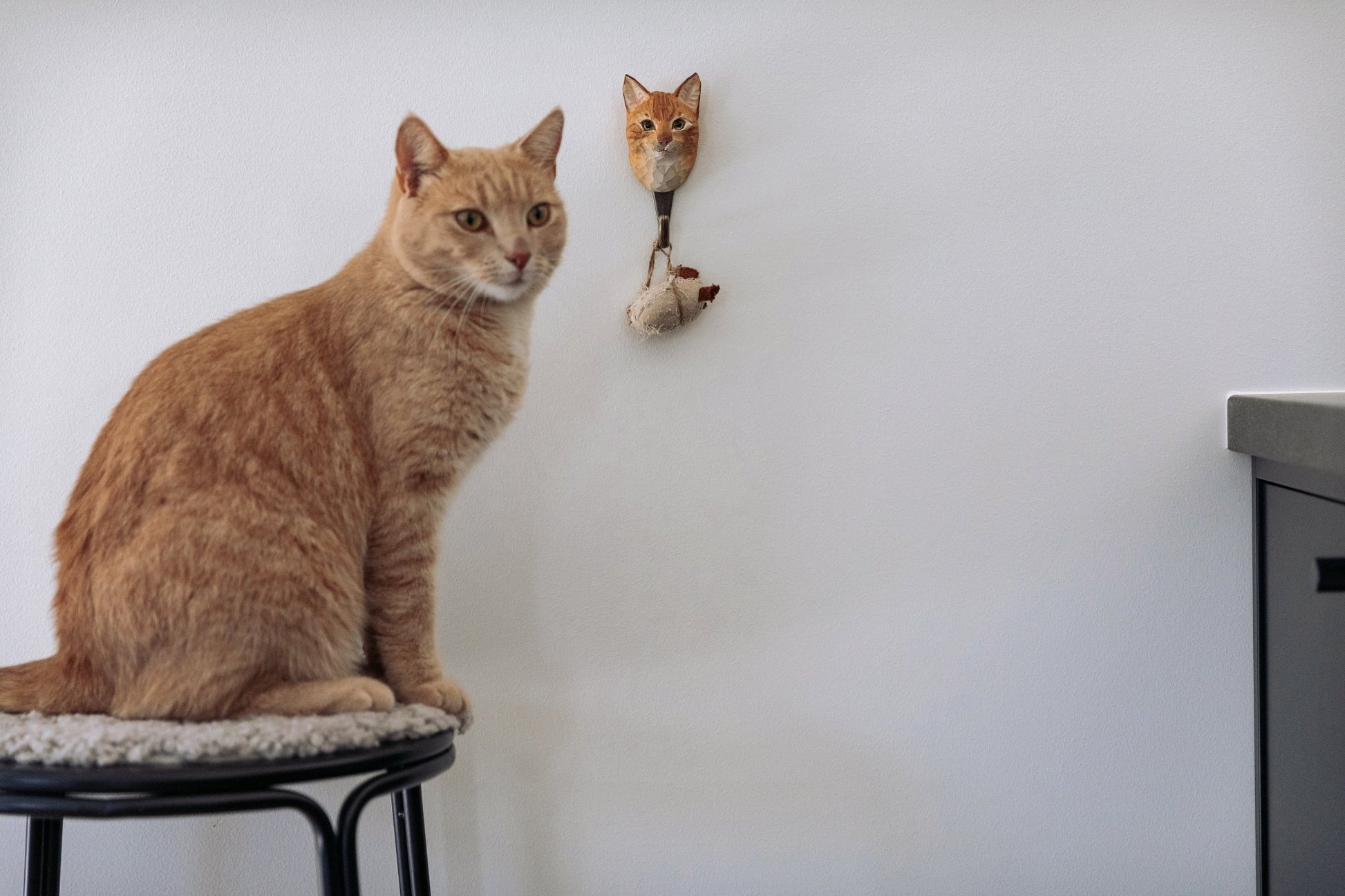 Hus Kat knage - NaturHandel.dk