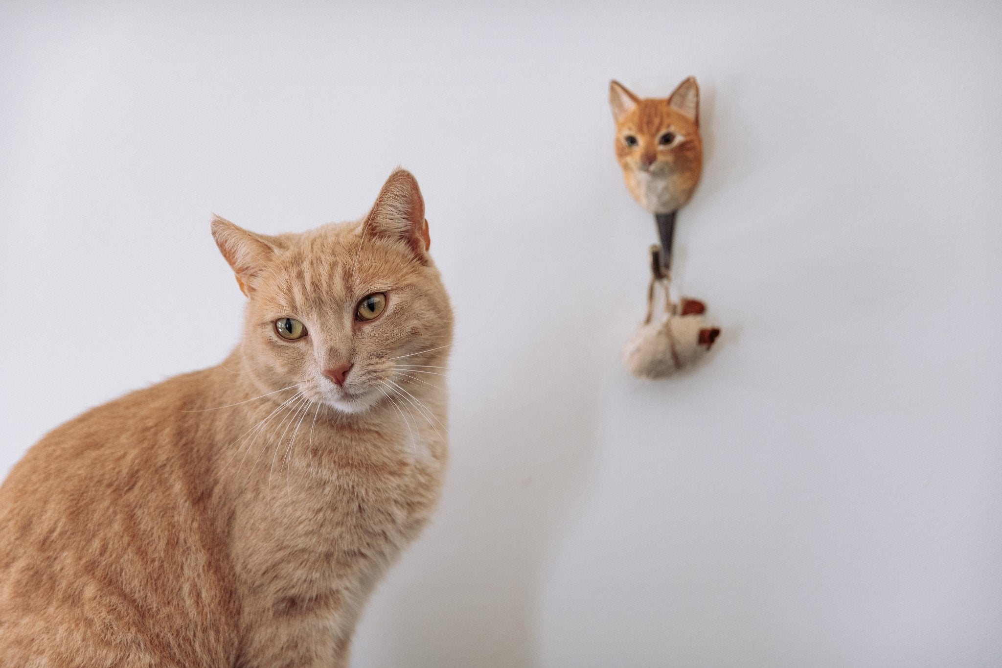 Hus Kat knage - NaturHandel.dk