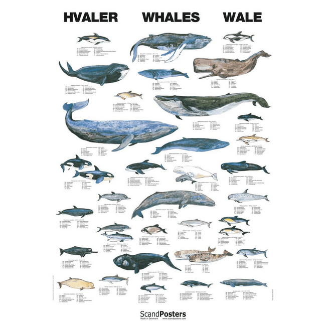 Hvalplakat 70x100 - NaturHandel.dk