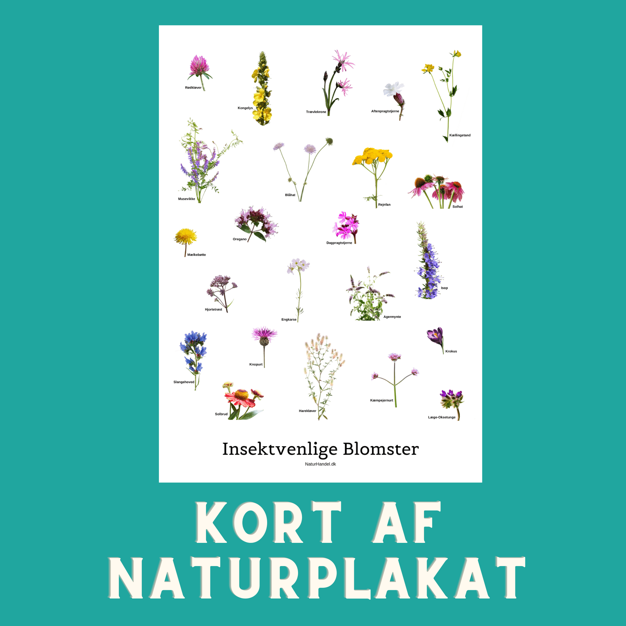INSEKTVENLIGE BLOMSTER A6 KORT - NaturHandel.dk