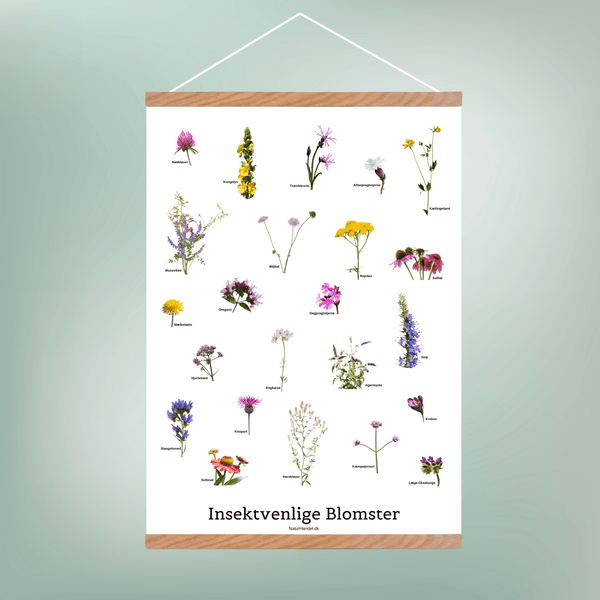 Insektvenlige Blomster Plakat - NaturHandel.dk