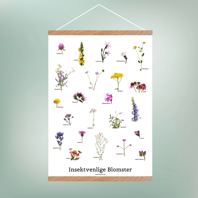Insektvenlige Blomster Plakat - NaturHandel.dk