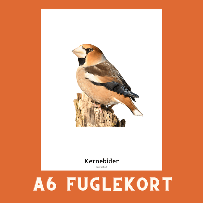 KERNEBIDER A6 FUGLEKORT - PR. STK. - NaturHandel.dk