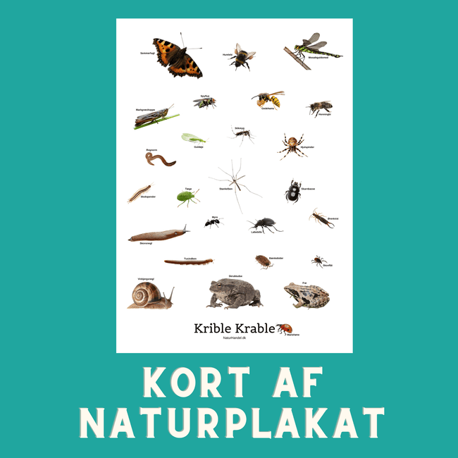 KRIBLE KRABLE A6 KORT - NaturHandel.dk