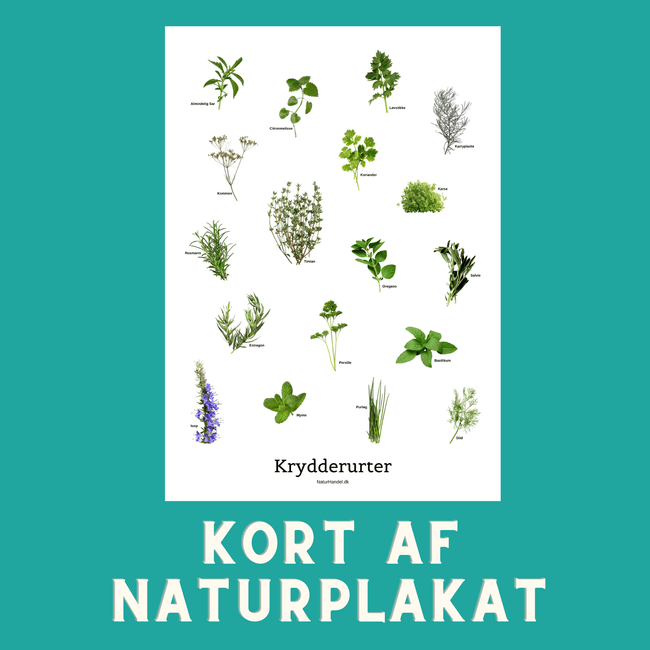 KRYDDERURTER A6 KORT - NaturHandel.dk