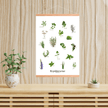 Krydderurter Plakat - NaturHandel.dk