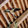 Flyvende Landsvale DecoBird - Håndskåret Træfigur Af Wildlife Garden