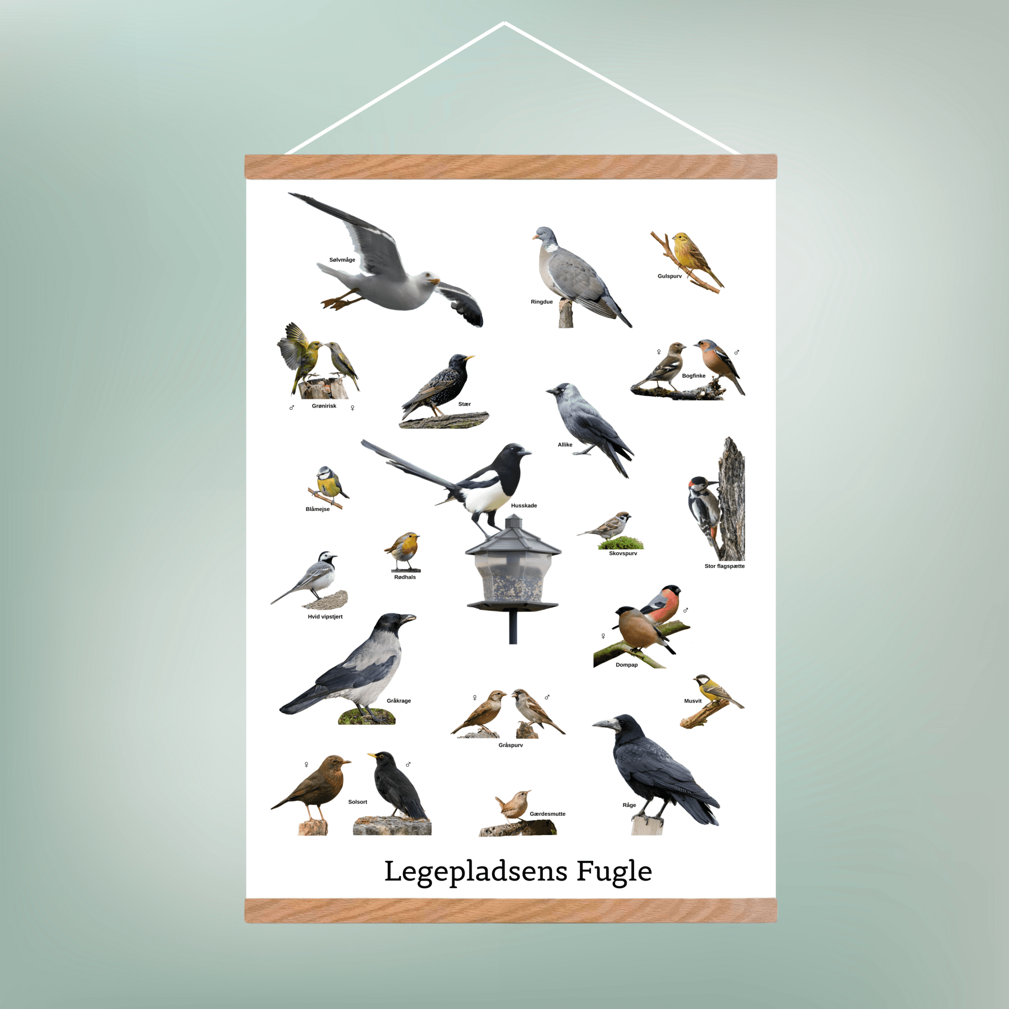 Legepladsens Fugle Plakat - NaturHandel.dk