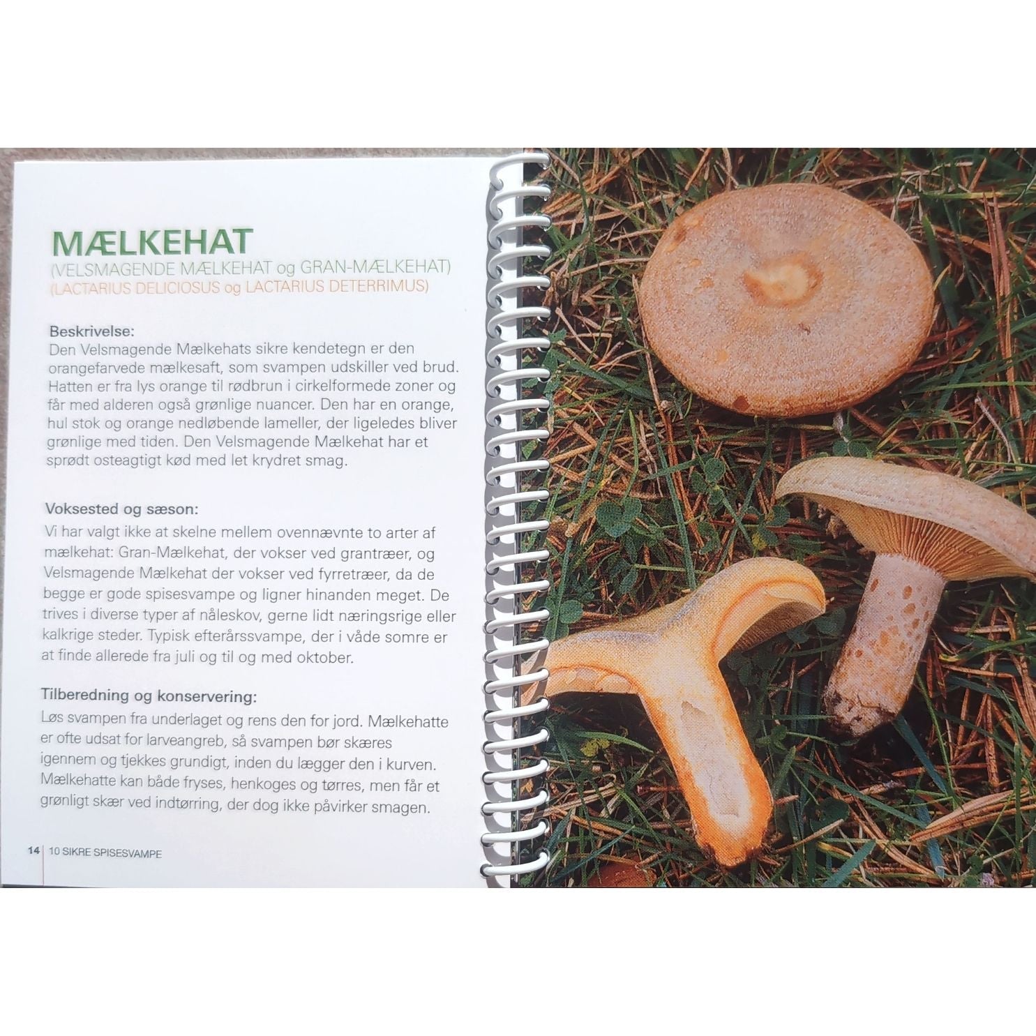 Lommeguide: 10 sikre spisesvampe - NaturHandel.dk