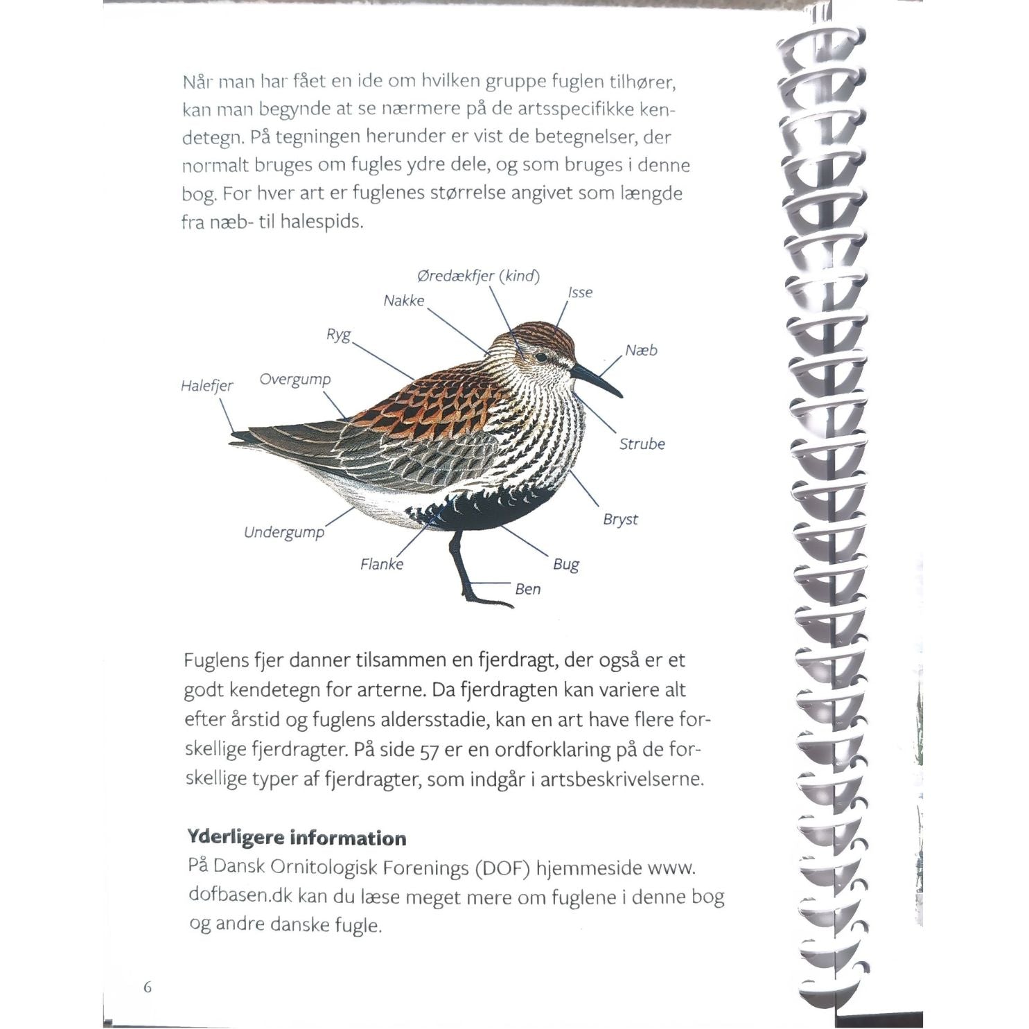 Lommeguide: Fugle ved kyst og strand - NaturHandel.dk