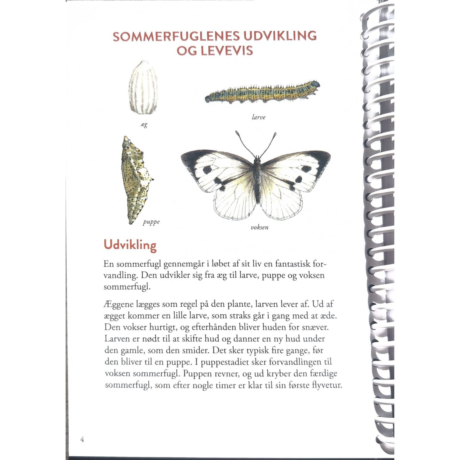 Lommeguide: Sommerfugle i Danmark - NaturHandel.dk