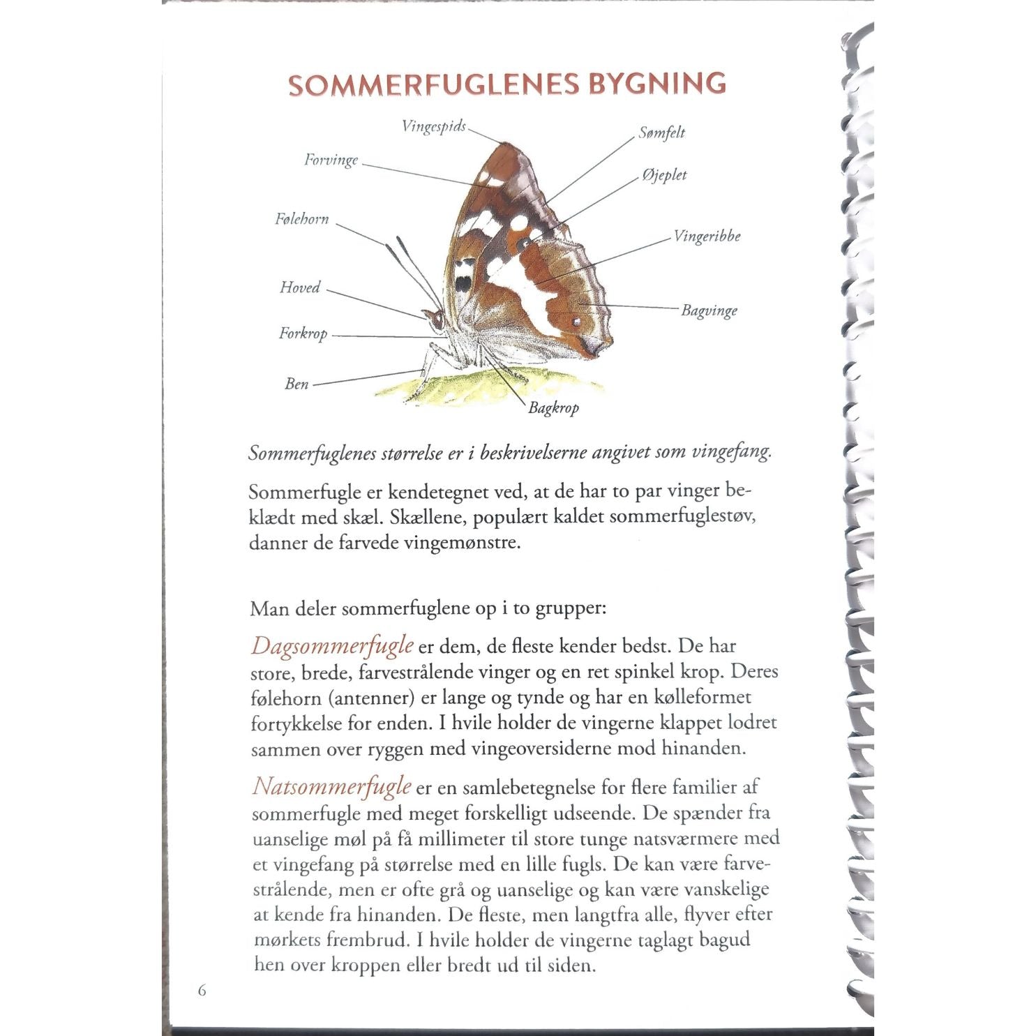 Lommeguide: Sommerfugle i Danmark - NaturHandel.dk