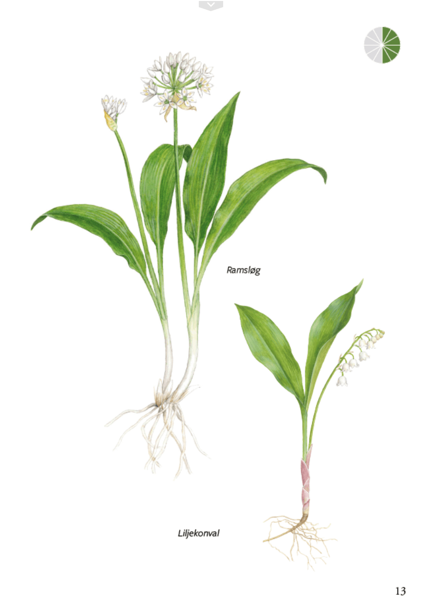 Lommeguide: Spiselige Vilde Planter i Danmark - NaturHandel.dk