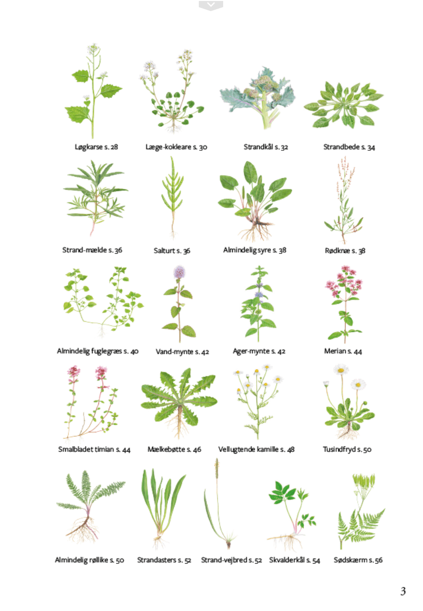 Lommeguide: Spiselige Vilde Planter i Danmark - NaturHandel.dk