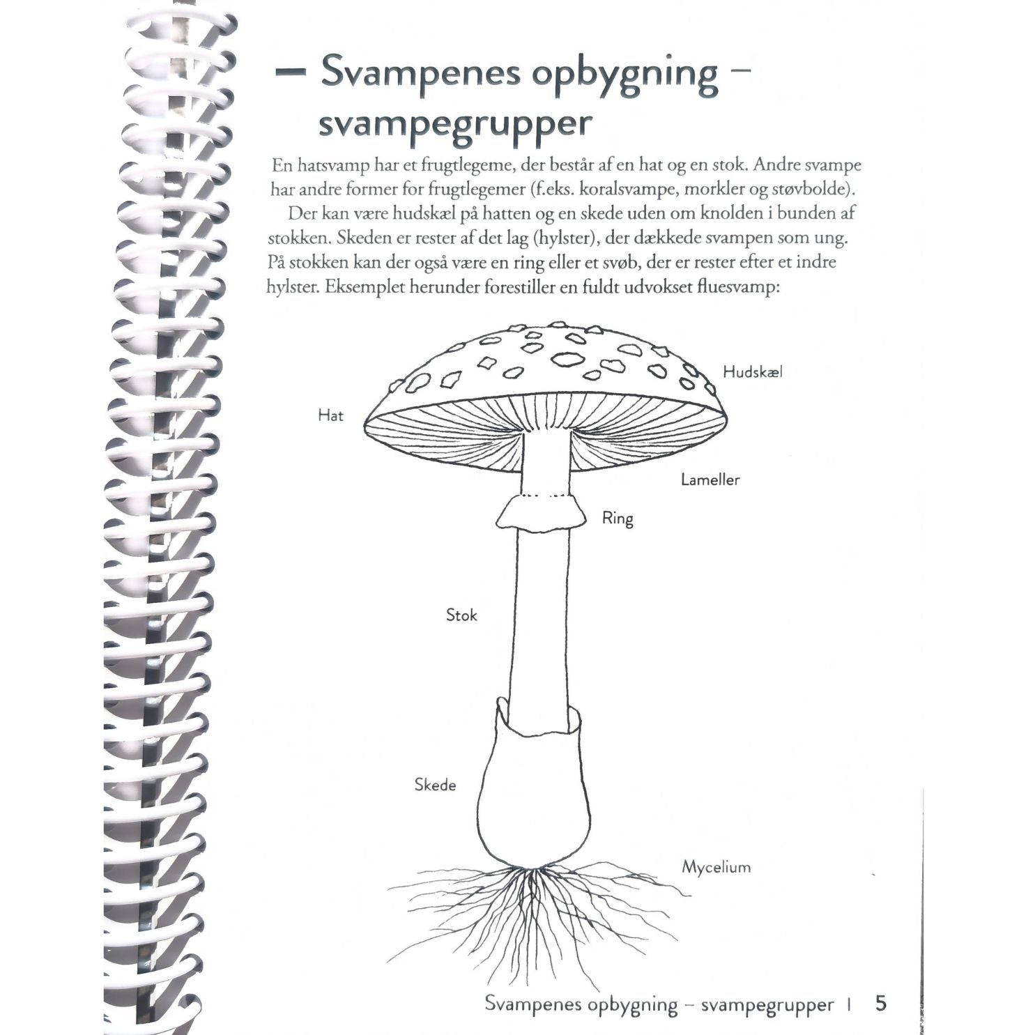 Lommeguide: Svampe i skov og mark - NaturHandel.dk