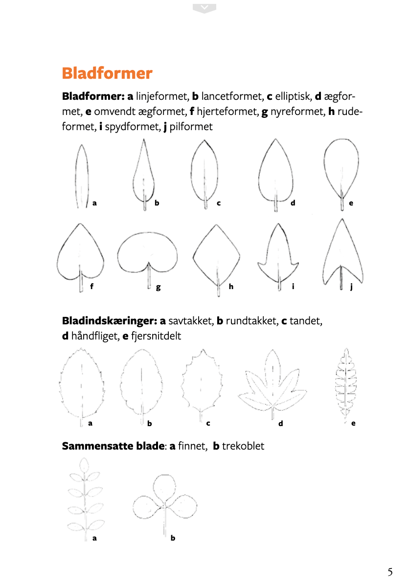 Lommeguide: Vilde frugter og bær - NaturHandel.dk