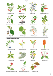 Lommeguide: Vilde frugter og bær - NaturHandel.dk