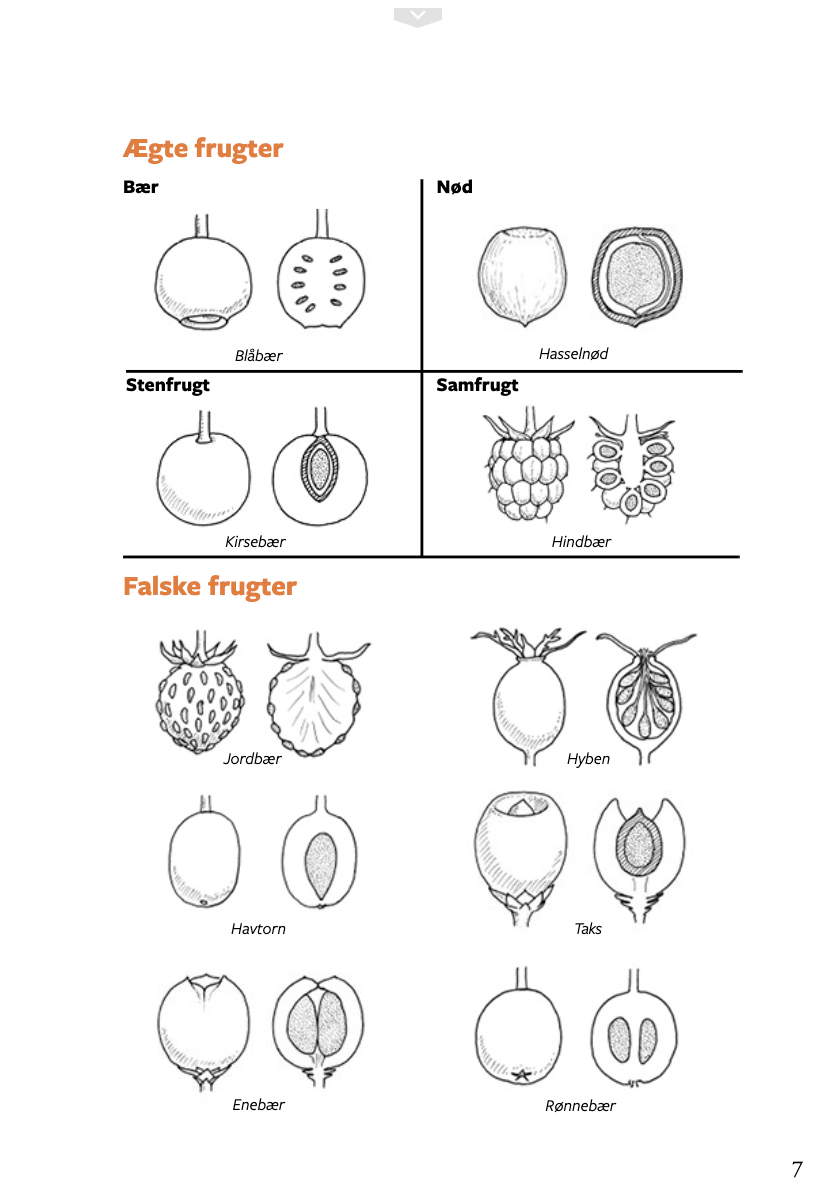 Lommeguide: Vilde frugter og bær - NaturHandel.dk