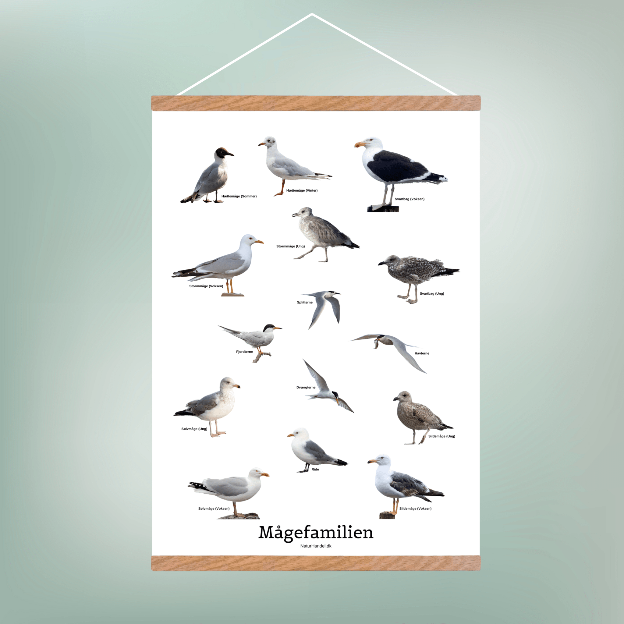 Mågefamilien Plakat - NaturHandel.dk