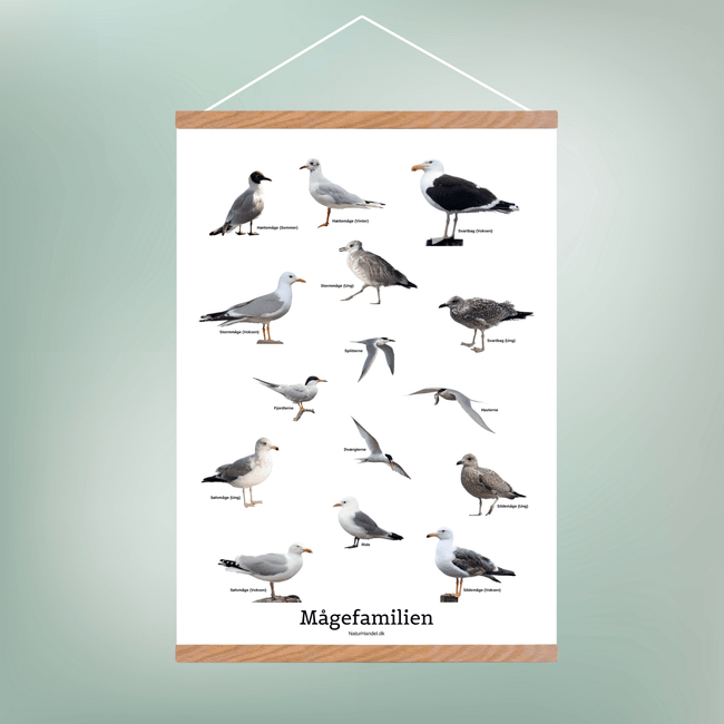 Mågefamilien Plakat - NaturHandel.dk
