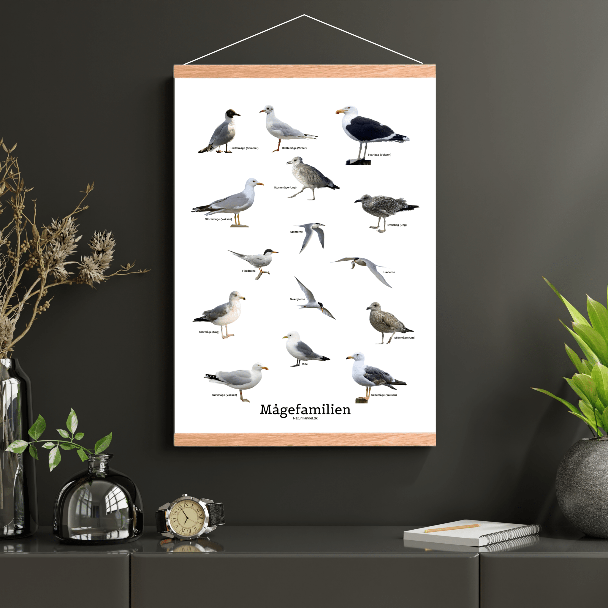 Mågefamilien Plakat - NaturHandel.dk