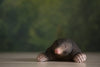 Muldvarp træfigur - NaturHandel.dk