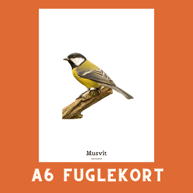 MUSVIT A6 FUGLEKORT - PR. STK. - NaturHandel.dk