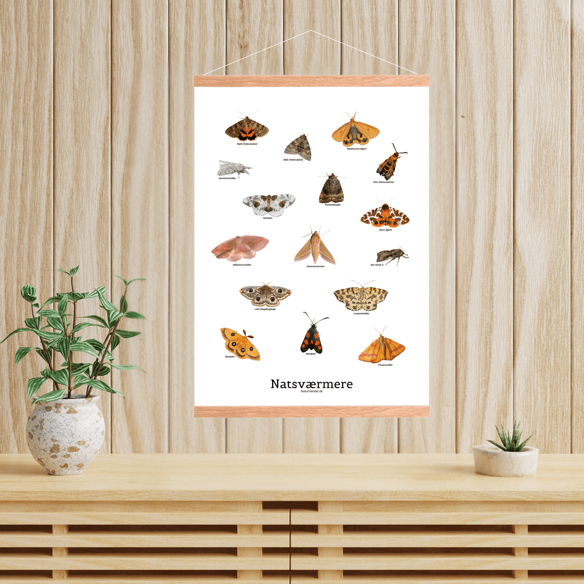 Natsværmer Plakat - NaturHandel.dk